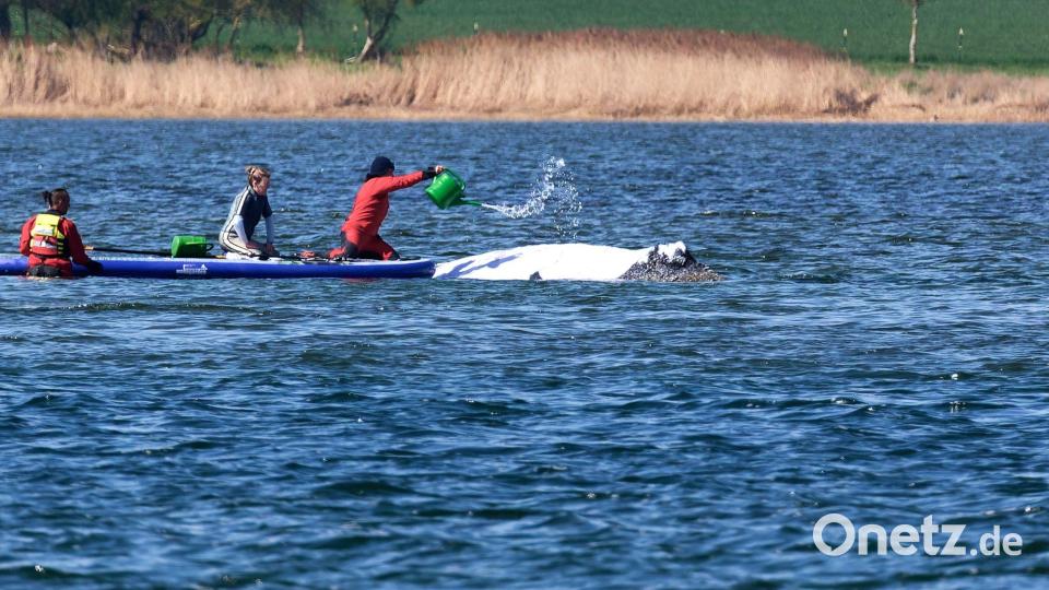 Der Buckelwal wird von Helfern vor der Insel Poel mit Wasser aus einer Gießkanne bespritzt. Bild: Marcus Golejewski/dpa