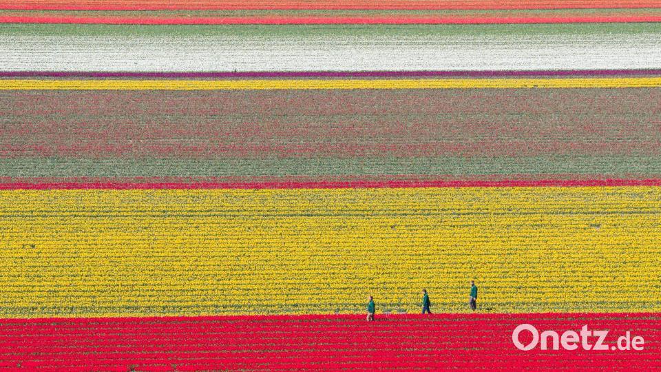 Bunt leuchten Tulpen auf einem Feld im Landkreis Gifhorn. Bild: Julian Stratenschulte/dpa