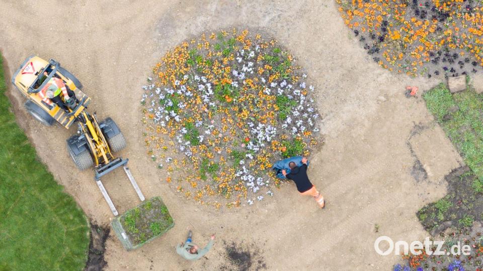 Gärtner pflanzen Blumen auf dem Gelände der Landesgartenschau 2026 in Bad Nenndorf. Bild: Julian Stratenschulte/dpa