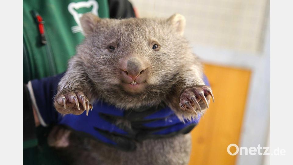 Wonneproppen: Ein Wombat-Baby wird im Bergzoo in Halle gehalten. Bild: Tobias Junghannß/dpa