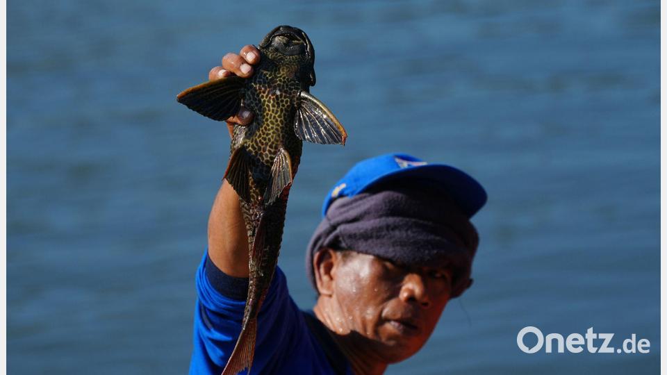 Ein Mann hält einen Harnischwels hoch, den er während einer Aktion zur Entfernung invasiver Arten aus den Flüssen, Kanälen und Wasserreservoirs der indonesischen Hauptstadt Jakarta gefangen hat. Bild: Tatan Syuflana/AP/dpa