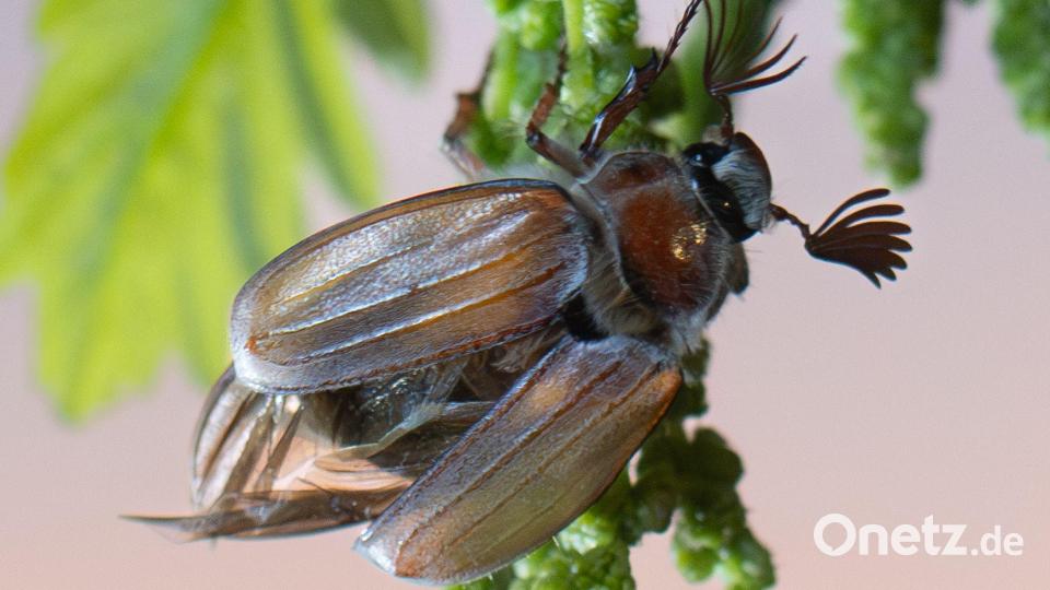 In diesem Jahr fliegen voraussichtlich bis zu einer halben Milliarde Maikäfer aus. Bild: Boris Roessler/dpa