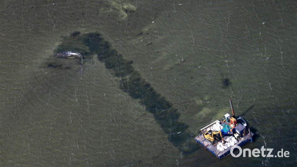 Poel: Buckelwal-Drama im Flachwasser – Rinne ins Tiefere, private Retter geben nicht auf Bild: Philip Dulian/dpa