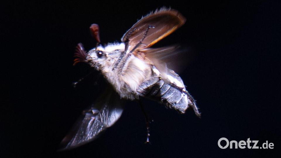 Maikäfer schwirren mit Einbruch der Dunkelheit aus. Bild: Boris Roessler/dpa