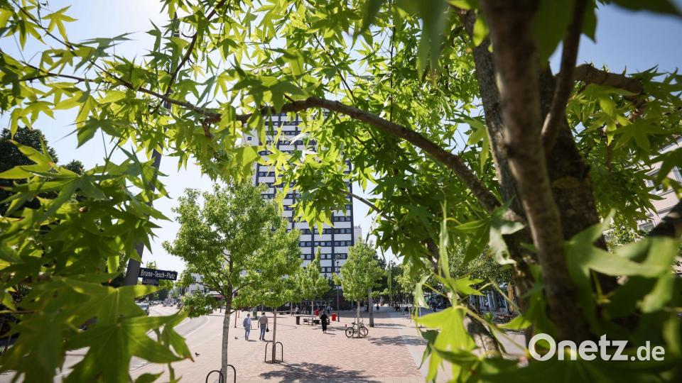 Stadtbäume helfen, an heißen Tagen für etwas Kühlung zu sorgen. (Symbolbild) Bild: Christian Charisius/dpa