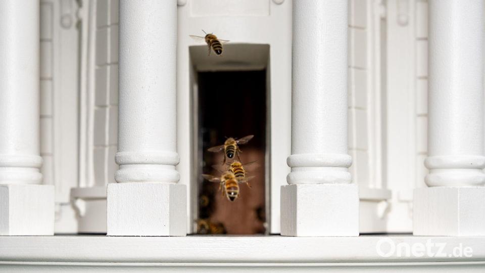 Bienen fliegen durch die Tür eines Bienenstocks, der dem Weißen Haus nachempfunden ist, auf dem Südrasen des Weißen Hauses in Washington. Bild: Alex Brandon/AP/dpa
