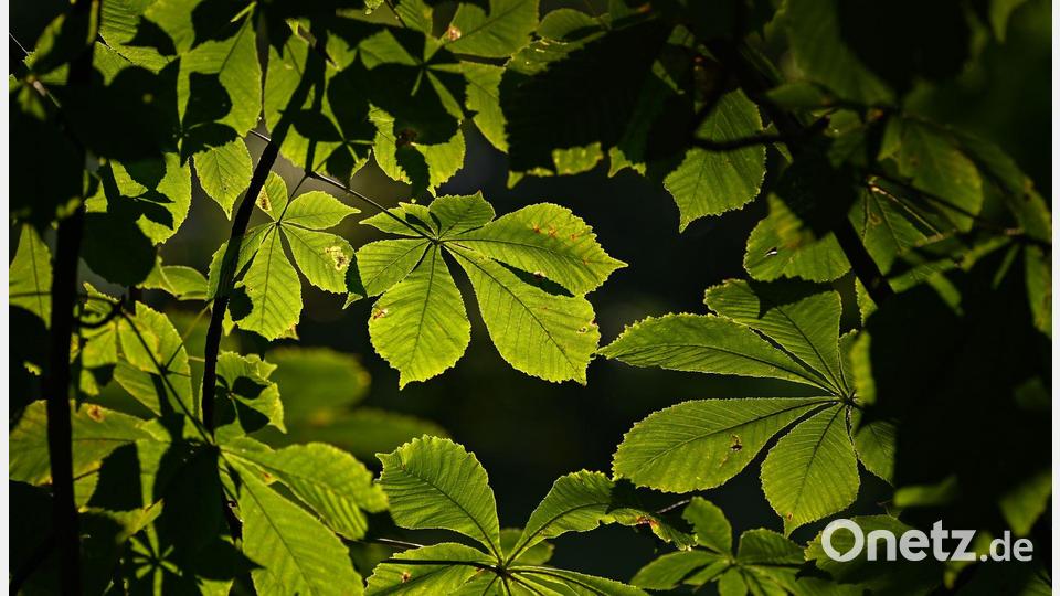 Kastanienbäume haben meist große Kronen, die viel Schatten spenden. (Symbolbild) Bild: Patrick Pleul/dpa-Zentralbild/ZB