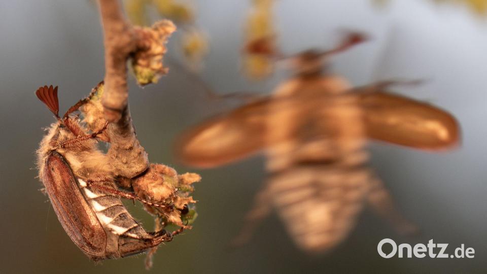 2026 ist ein Maikäferjahr - und der Massenflug hat begonnen. Bild: Boris Roessler/dpa