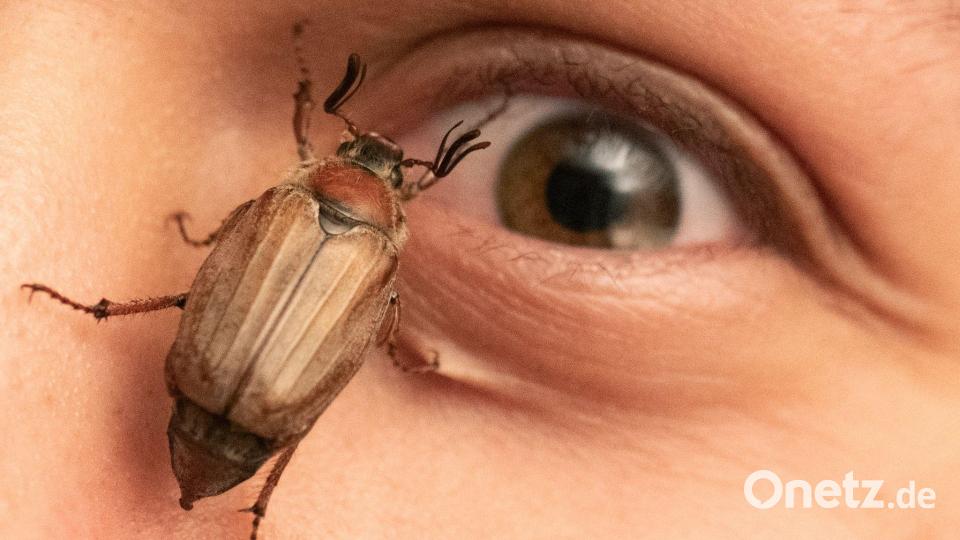 Ein Maikäfer krabbelt in Mörfelden im Gesicht eines jungen Mannes. Bild: Boris Roessler/dpa