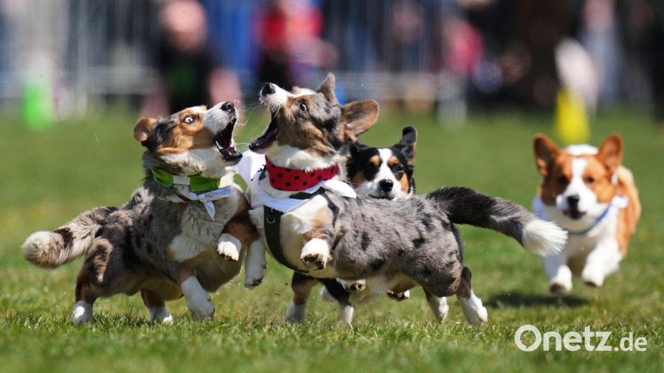 Prag: Kurze Beine, großes Tempo – Corgis beim tschechischen Corgi Run Bild: Petr David Josek/AP/dpa