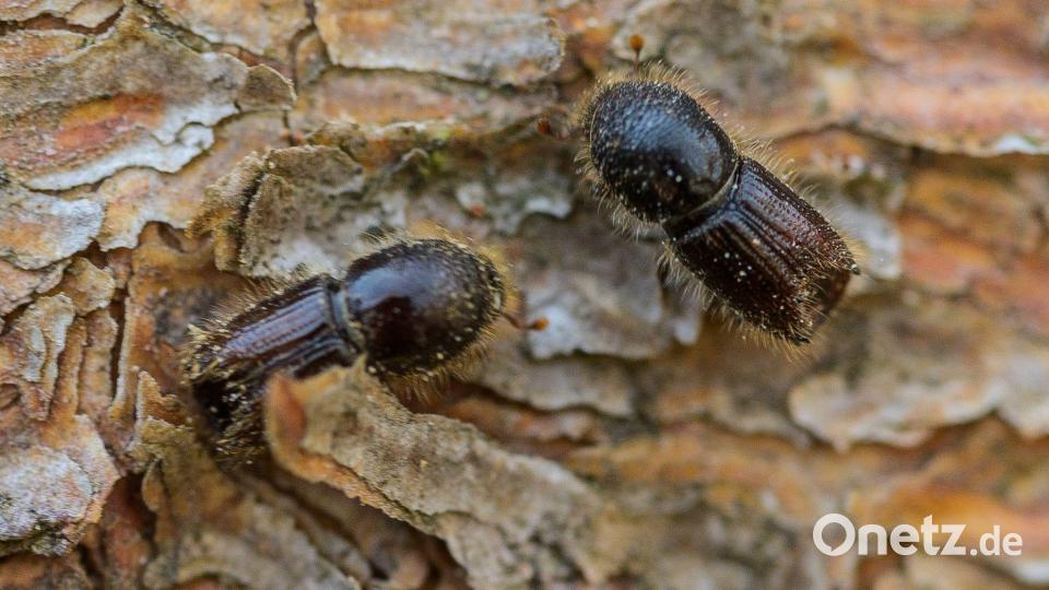 Die kleinen Käfer bringen den Bäumen den Tod. (Archivbild) Bild: Andreas Arnold/dpa