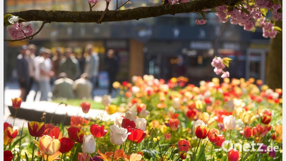 Frühlingsblüten in Koblenz Bild: Thomas Frey/dpa