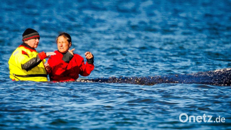 Wildtier und Minister: Umweltminister Till Backhaus war wiederholt direkt am Tier zu sehen. Bild: Jens Büttner/dpa
