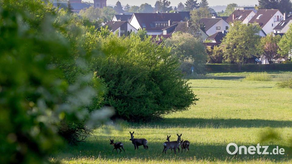 Idyll am Stadtrand von Bad Homburg Bild: Helmut Fricke/dpa