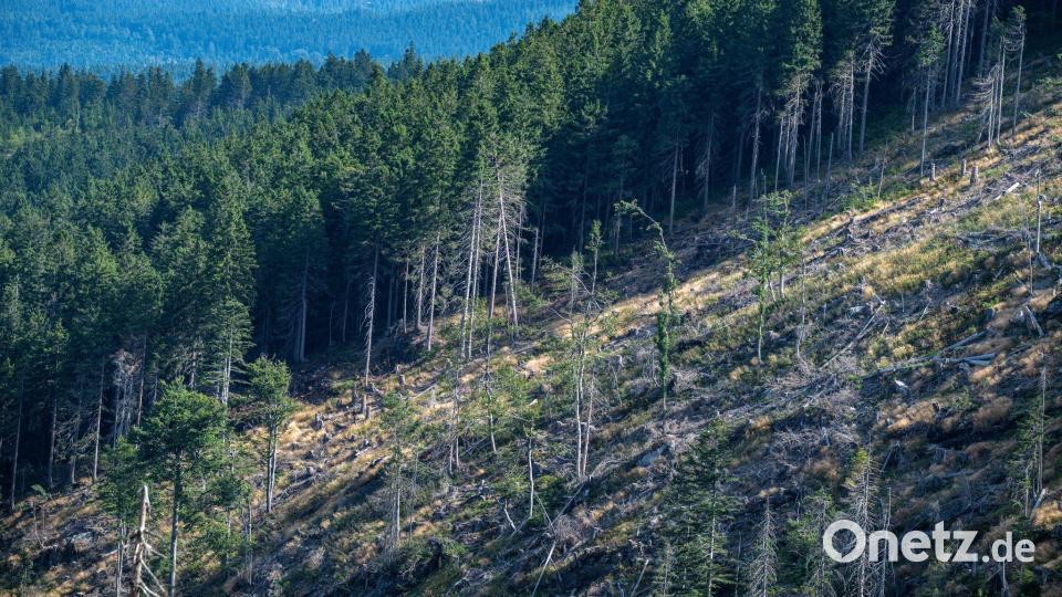 Wegen der Borkenkäfer mussten bereits zahlreiche Bäume gefällt werden. (Archivbild) Bild: Armin Weigel/dpa