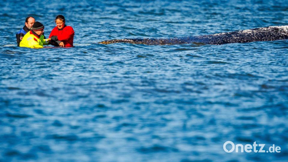 Nicht nur beobachten, auch anfassen: Umweltminister Till Backhaus fasst an den Kopf des Wildtiers. Bild: Jens Büttner/dpa