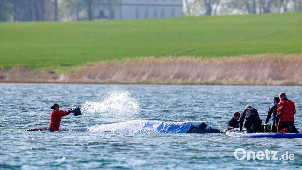 Der Wal scheint das Treiben gelassen und ruhig hinzunehmen - doch stimmt dieser Eindruck? Bild: Jens Büttner/dpa