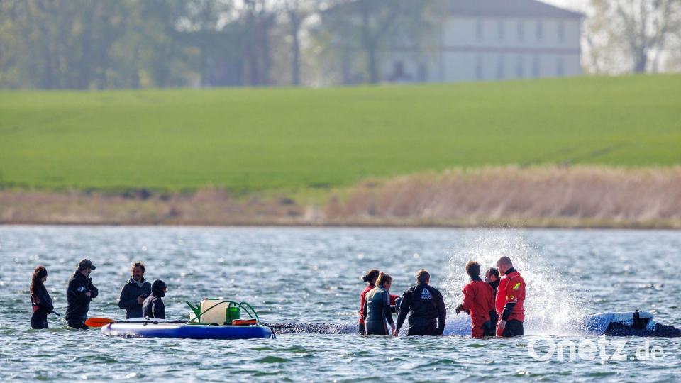 Täglich über Stunden ist direkt am Buckelwal vor der Insel Poel Getöse und Gewusel. Bild: Jens Büttner/dpa