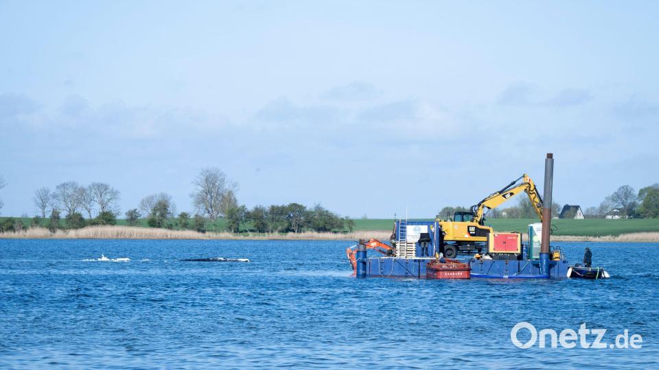 Am Dienstag soll der Abtransport des Buckelwals starten. Bild: Philip Dulian/dpa