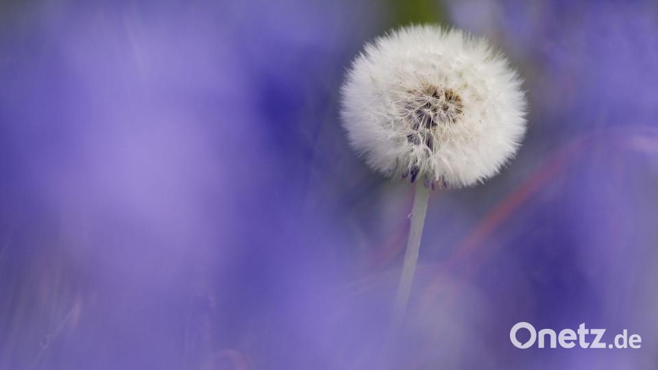 Pusteblume zwischen blauen Hasenglöckchen Bild: Rolf Vennenbernd/dpa