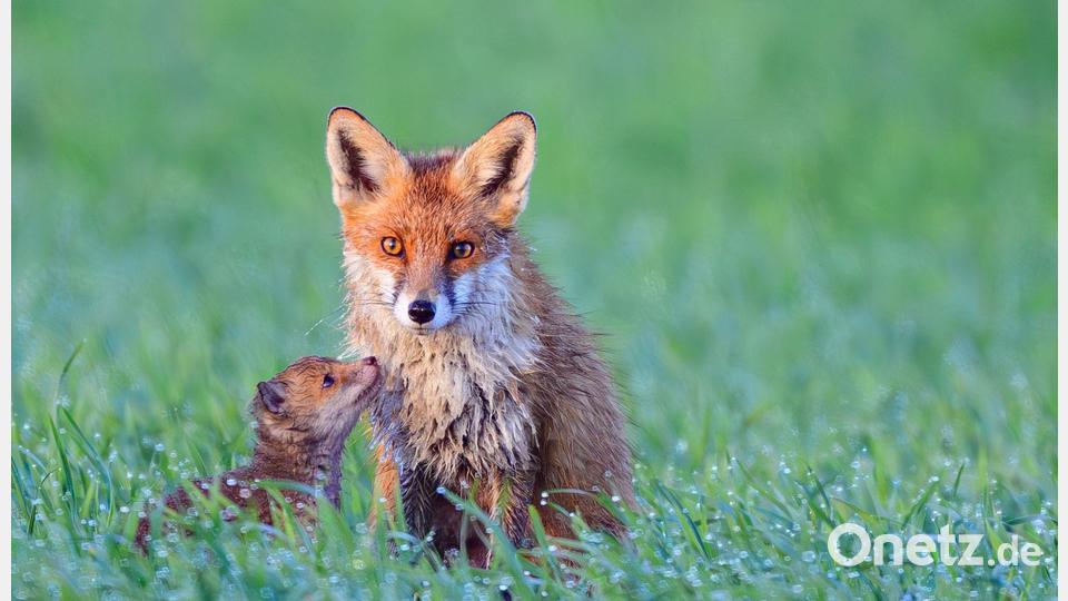 Füchse im Morgentau Bild: Patrick Pleul/dpa