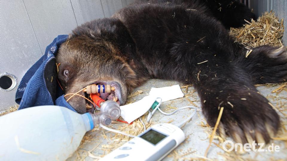 Bär zieht um - Braunbärin Teddy betäubt Bild: Matthias Bein/dpa