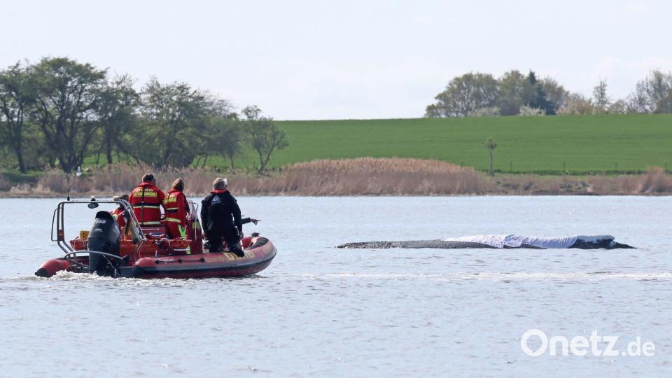 Der rund zwölf Meter lange Buckelwal soll möglichst bis zum Abend geborgen werden. (Archivbild) Bild: Bernd Wüstneck/dpa