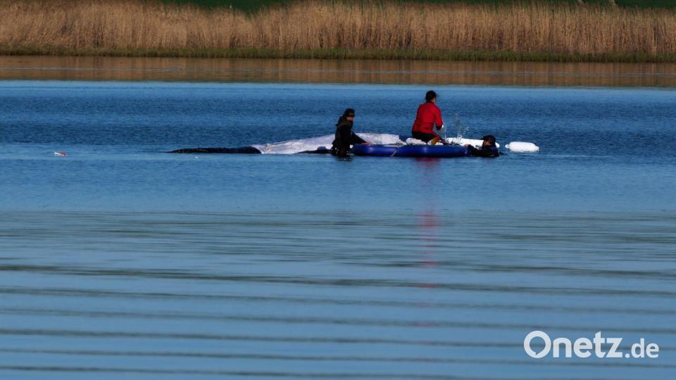 Morgendliche Routine beim Buckelwal Bild: Marcus Golejewski/dpa