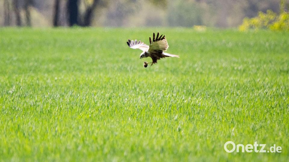 Erfolgreiche Mäusejagd Bild: Julian Stratenschulte/dpa