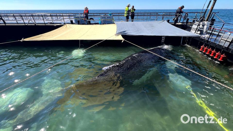 Bald soll der Buckelwal vom Kahn schwimmen. Bild: Jens Schwarck/Rettungsinitiative/dpa