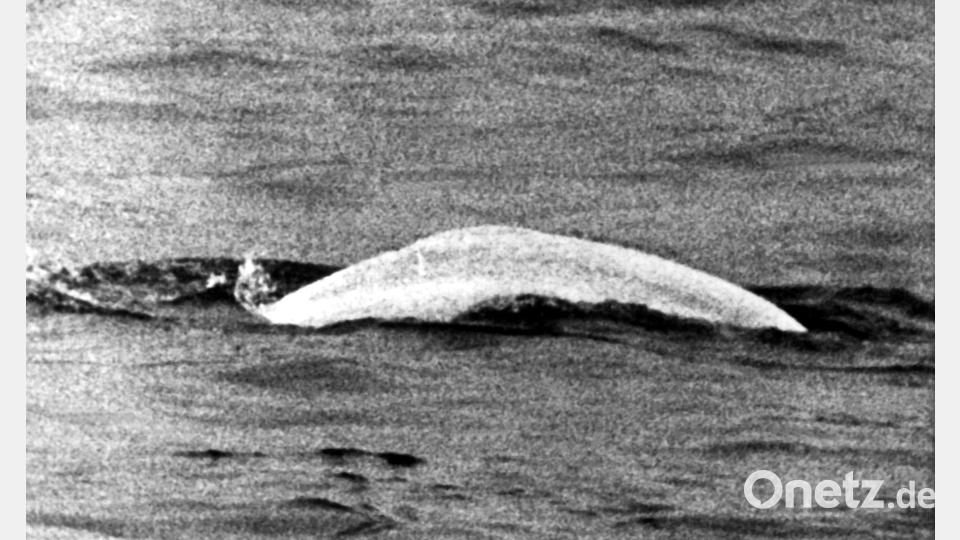 Weißer Wal im trüben Rhein: Fast einen Monat lang war Moby Dick 1966 zwischen Duisburg und Rheinland-Pfalz unterwegs. Bild: picture alliance / dpa