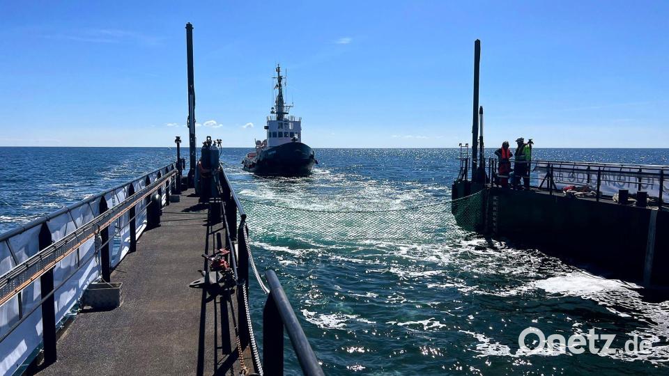 Dieses von der Rettungsinitiative zur Verfügung gestellte Foto zeigt den Schlepper hinter einem gefluteten Lastschiff mit dem Buckelwal in der Ostsee. Bild: Jens Schwarck/Rettungsinitiative/dpa