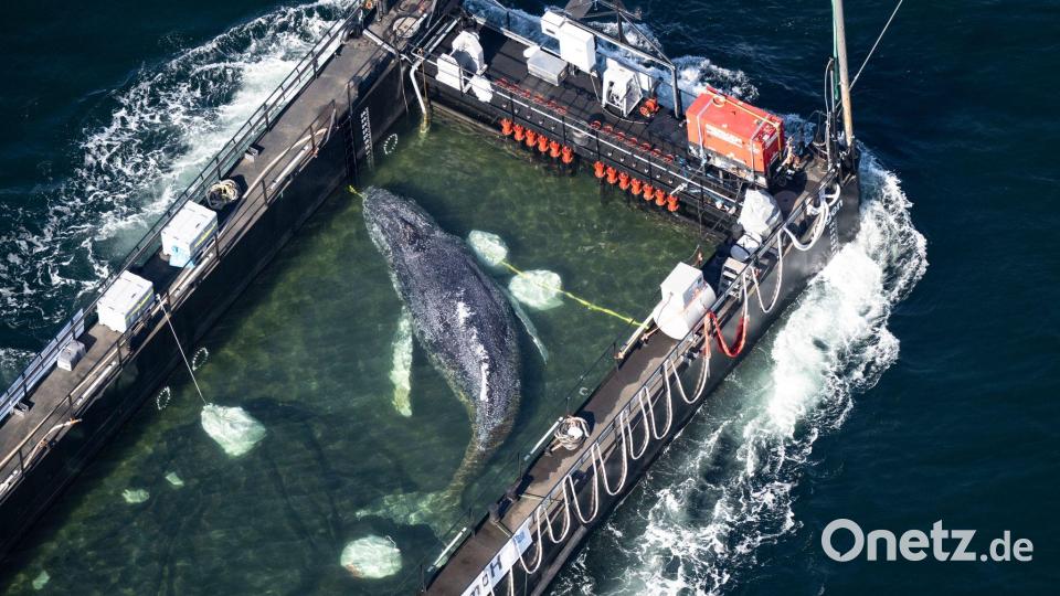 In einer Art stählernem Aquarium wird der Poeler Buckelwal Richtung Nordsee geschleppt. Bild: Philip Dulian/dpa