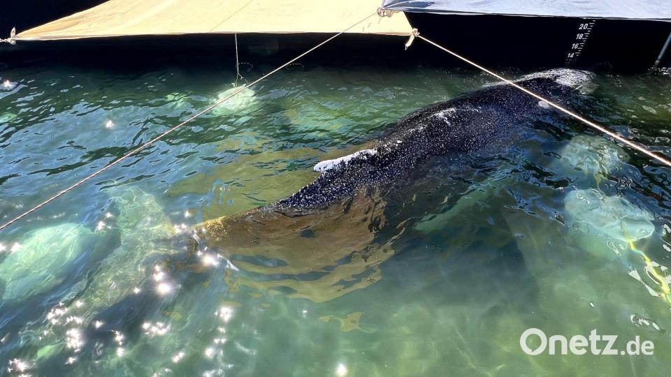 „Pudelwohl“ fühle der Wal sich in der Barge, verlautbarte Backhaus. Bild: Jens Schwarck/Rettungsinitiative/dpa