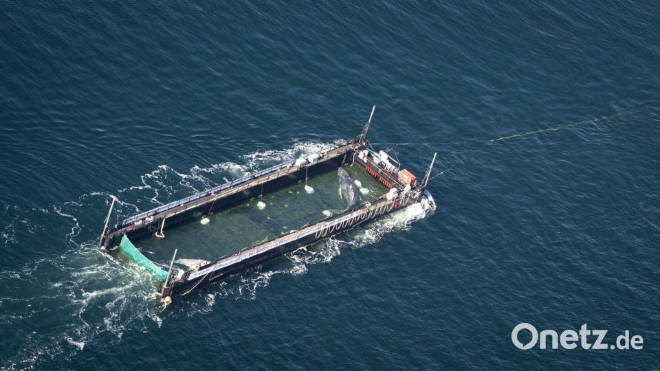 Der Buckelwal war Anfang März erstmals in der Ostsee gesehen worden. Bild: Philip Dulian/dpa