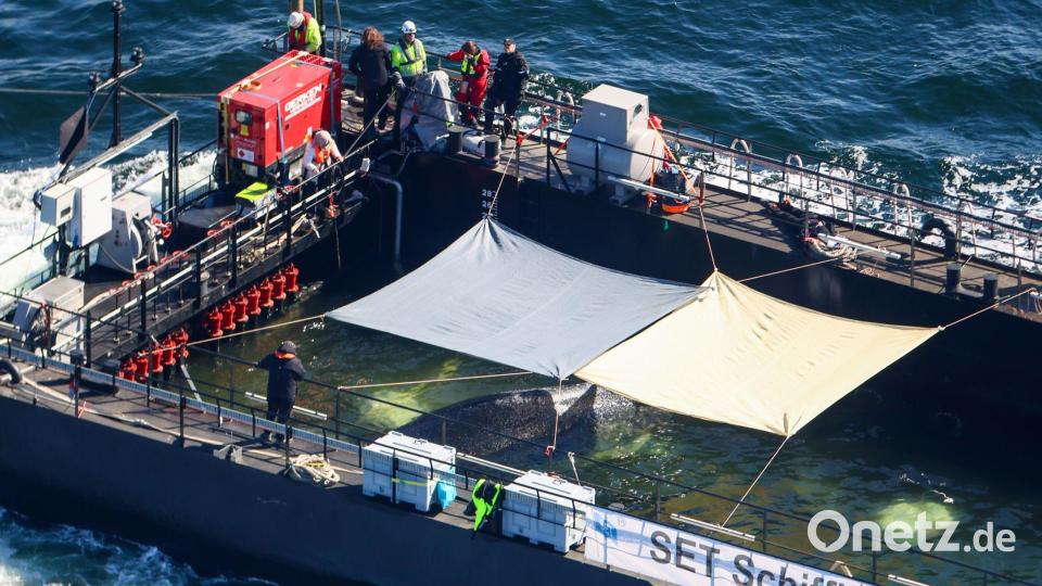 Der Wal soll in der Nordsee freigelassen werden. Bild: Christoph Reichwein/dpa