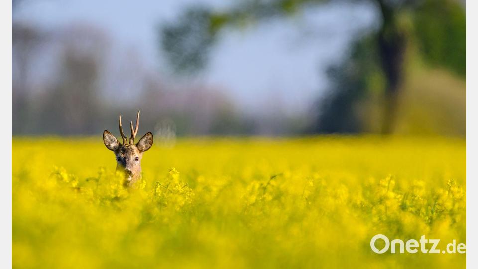 Ein Rehbock schaut morgens aus einem gelben Rapsfeld. Bild: Patrick Pleul/dpa