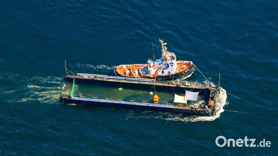 Der Buckelwal wurde in einer sogenannten Barge transportiert. Bild: Christoph Reichwein/dpa