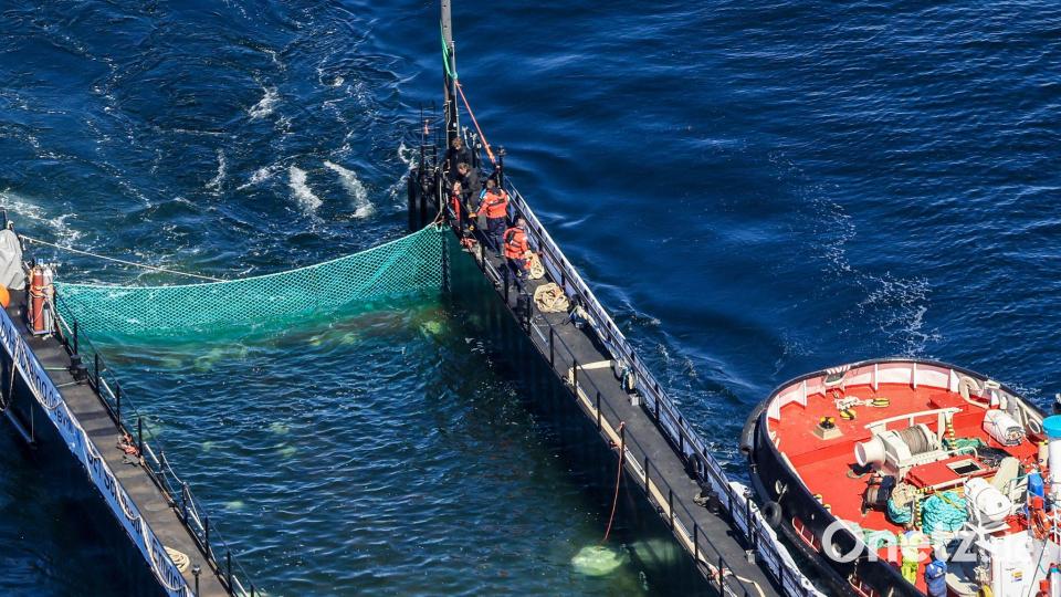Bei der Barge handelt es sich um einen Lastkahn. Bild: Christoph Reichwein/dpa