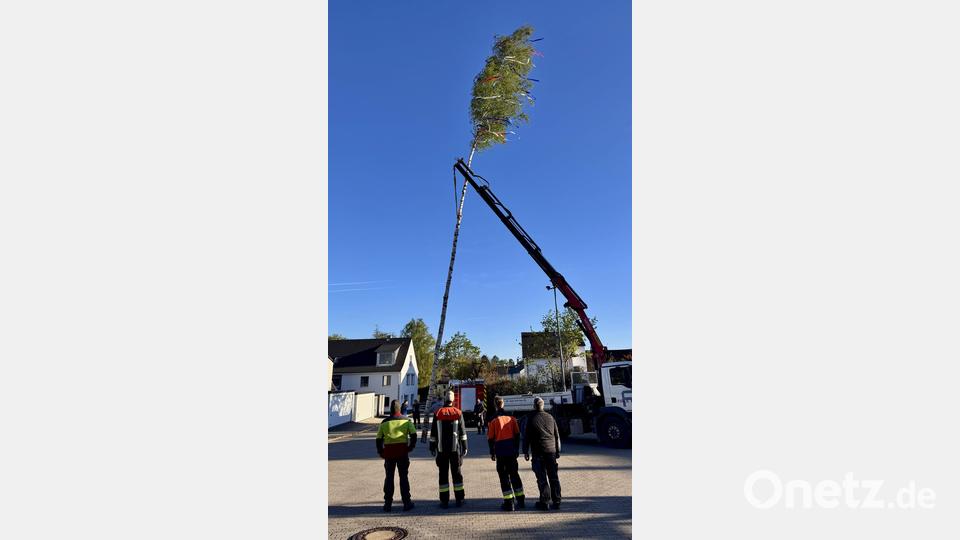 Nicht mit Muskelkraft, sondern mit einem Ladekran der Ehenfelder Baufirma Falk wurde die 25 Meter hohe Maibaum-Birke am Vorabend des 1. Mai in die Senkrechte gehievt. Bild: Thomas Maier