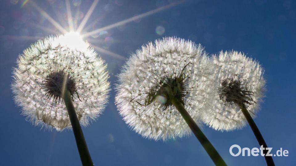 Pusteblumen in der Sonne Bild: Frank Hammerschmidt/dpa