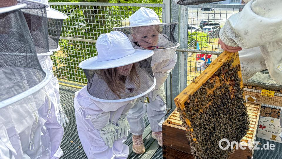 Bestens geschützt durch Anzüge mit Handschuhen und Schleier bestaunen die Kinder das Treiben der Insekten. Bild: Stephan Huber