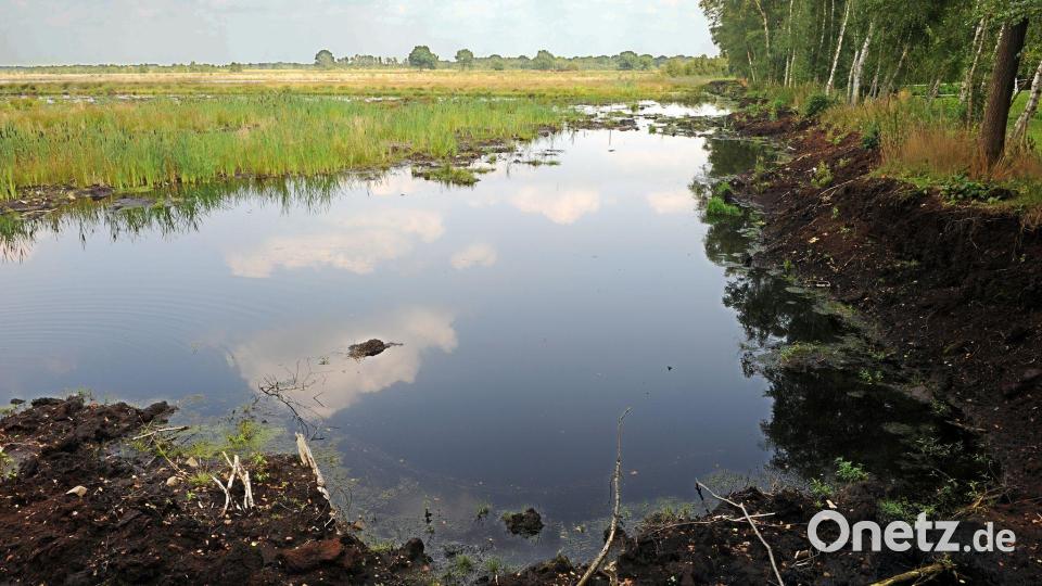 Ein intaktes Moor bindet klimaschädlichen Kohlenstoff und schützt somit das Klima. (Archivbild) Bild: picture alliance / dpa
