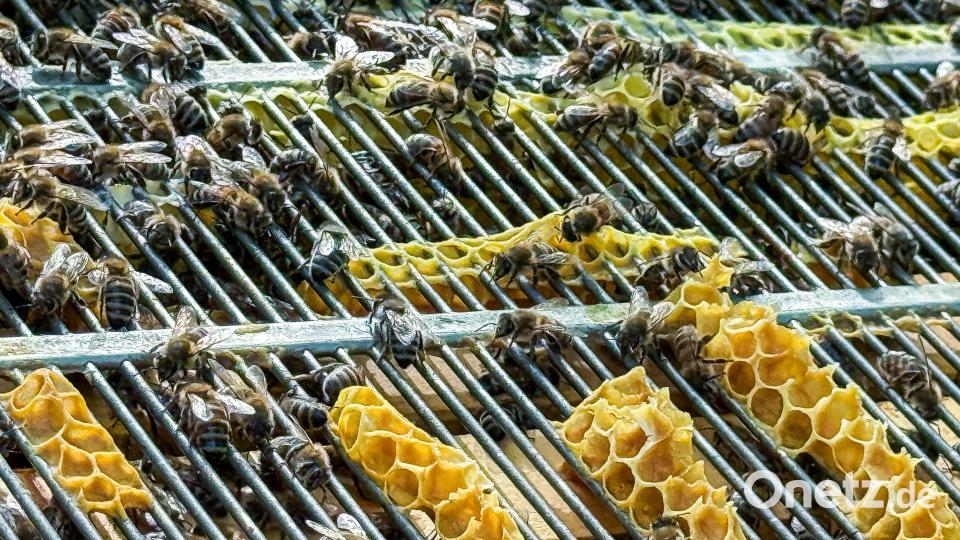 Aus Bienenwachs können auch Kerzen hergestellt werden. Bild: Stephan Huber