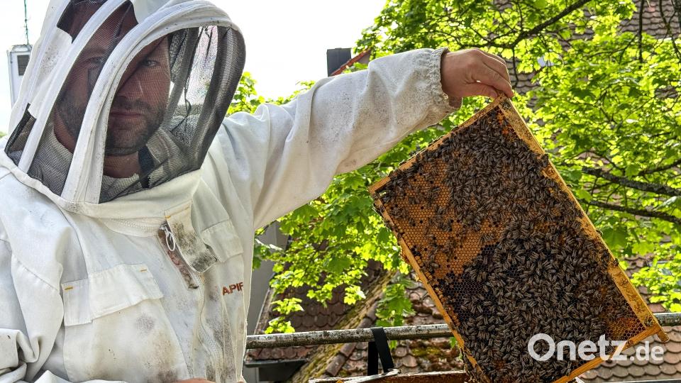Aus rund 40.000 Bienen besteht ein Volk. Die durchschnittliche Lebensdauer einer Biene im Sommer beträgt drei Wochen. Die Arbeiterinnen reiben sich auf, weil sie so viel Arbeit haben. Im Winter leben sie länger, da weniger Arbeit existiert. Bild: Stephan Huber