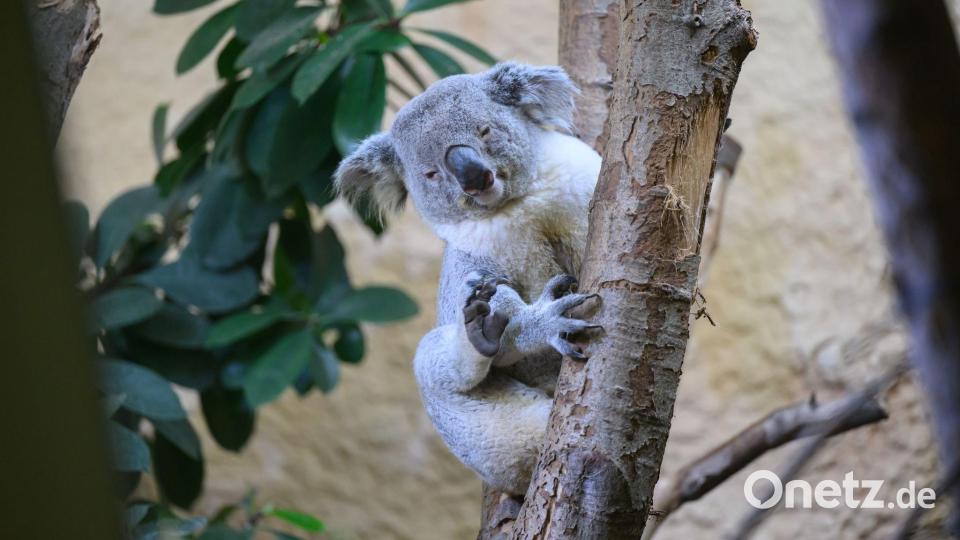 Bin der Neue: Kamaroo klettert im Zoo in Dresden an einem Stamm. Das Koala-Männchen kam gerade aus Duisburg an die Elbe. Bild: Robert Michael/dpa