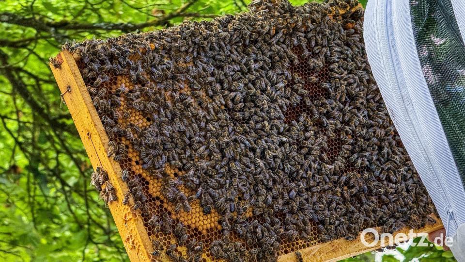 Eine drohende Gefahr für Bienen im Landkreis Amberg-Sulzbach ist die asiatische Hornisse. Sie ist eine invasive Art, die sich in Bayern ausbreitet – noch ist sie in Sulzbach-Rosenberg nicht angekommen. Bild: Stephan Huber
