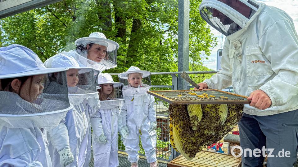 Kindergartenleiterin Linda Hirsch (links hinten) ist genauso fasziniert wie ihre Schützlinge, als Alexander Lotter die Bienenwaben erklärt. Bild: Stephan Huber