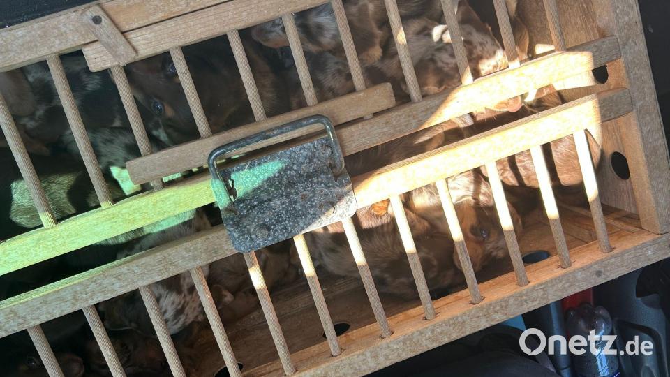 Viele der Tiere waren in einer Taubenbox eingesperrt. Bild: -/Hauptzollamt Braunschweig/dpa