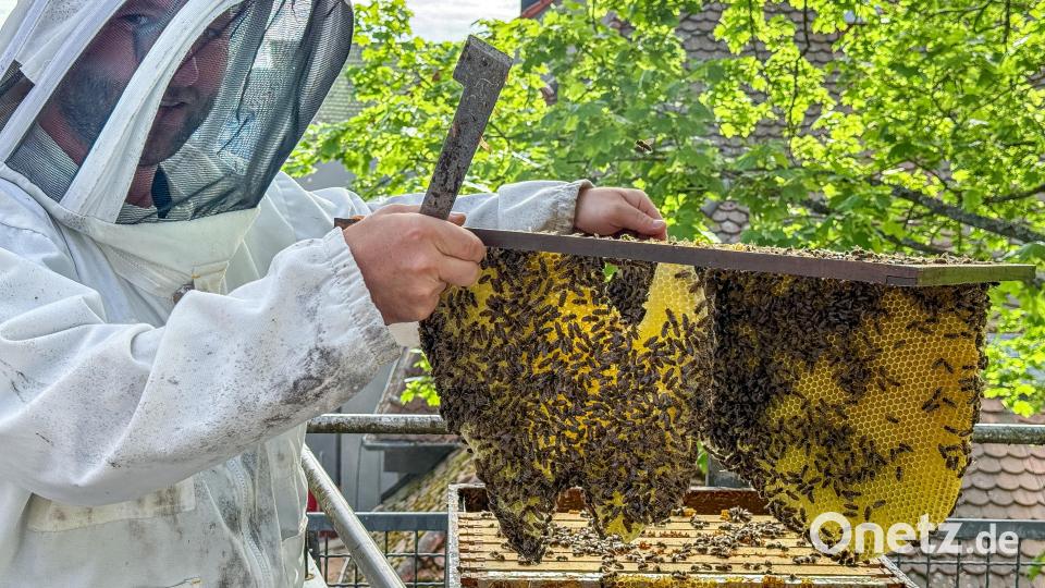 Alexander Lotter gibt sein Wissen über Bienen im Kindergarten An der Allee an die Kinder weiter– hier holt er gerade einen Brutrahmen mit Waben aus dem Bienenkasten. Bild: Stephan Huber